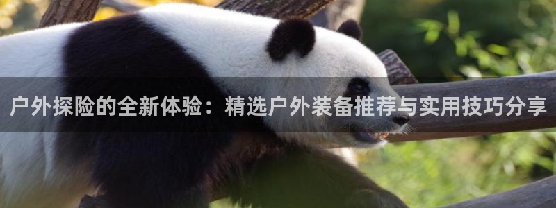 新宝gg介绍